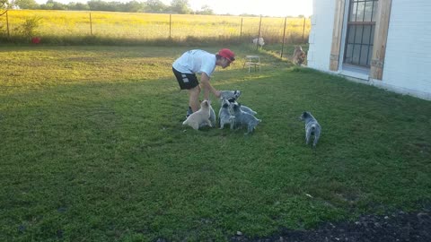 Heeler puppies