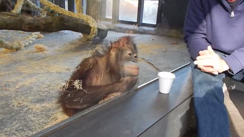 Monkey Sees A Best Magic Trick