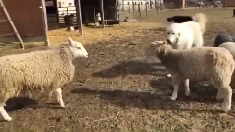 Dog Breaks Up Sheep Fighting