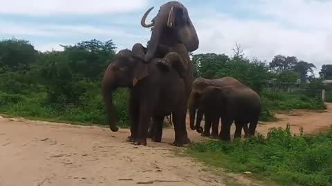 Sri Lanka Wild Elephant | African and Asian Elephant rare mating