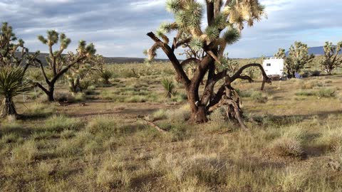 The Joshua Tree Preserve and Wildlife Habitat