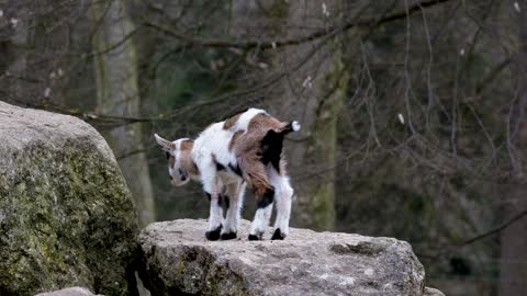 Most Funny and Cute Baby Goat Video😘😍