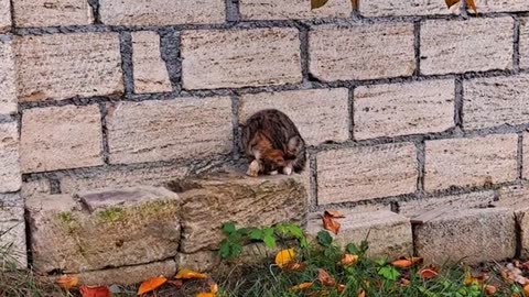 Cute kitten eats food. This kitten is beautiful.