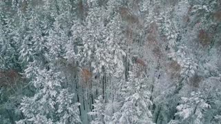 Bird's eye view of winter forest