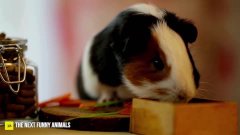 Guinea Pig Mukbang | Cute & Funny Animals