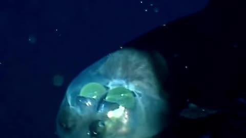 Scariest Fish V2! Barreleye fish! 😨😱🐟