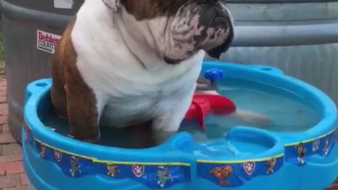 Overheated English Bulldog Cools Off In A Mini Water Table