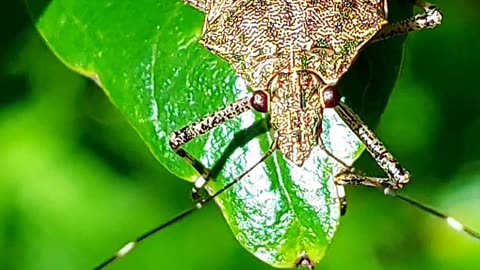 A beautiful brown insect,beetles.