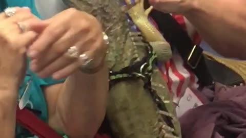 Man snake around neck woman petting lizard iguana