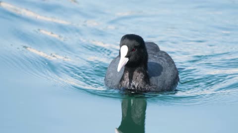 The Eurasian Coot: Close Up HD Footage (Fulica atra)