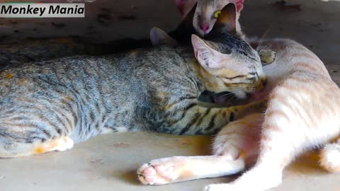 Mom Cat Breastfeeding - Funny Cat