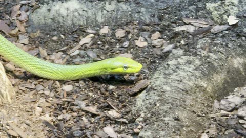 The eastern green mamba