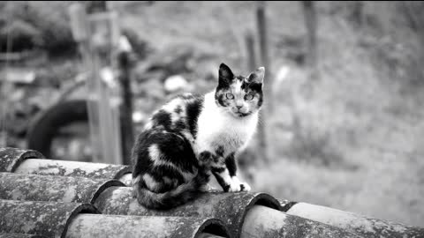 Gatos Fofos Que todos nós adoramos