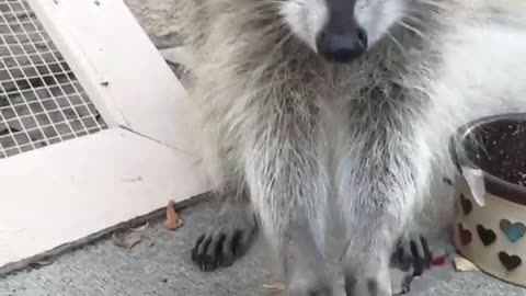 Olive the raccoon eating Froot Loops!!