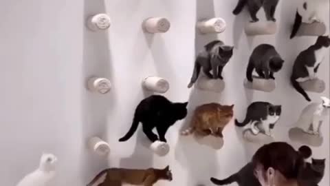 Beautiful and well trained cats