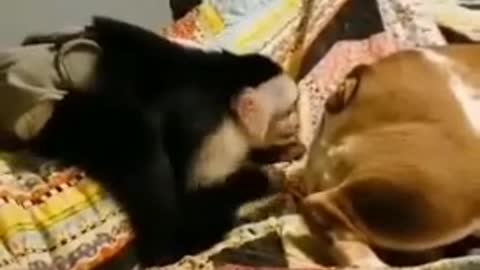 Monkey, you leather, don’t see me sleeping MP4