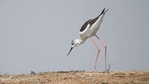 Black-necked stilt