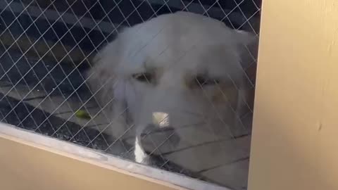 A dog stares at outside