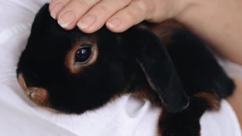 Cute Baby Bunny Washing Her Face