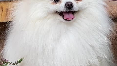 Cute Pomeranian | Shorty Pomeranian dog 🐕🐕🐕| Cute Dog | Pet Dog |