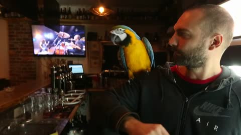 Strong Parrot opens Beers with his beak