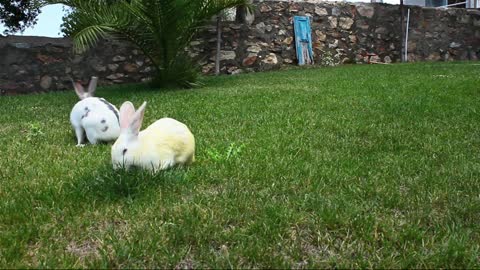 Two little rabbits