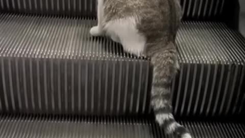 A Cat's Surprising Escapade on an Escalator!"