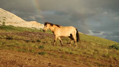 Draft horses graze in the fading light