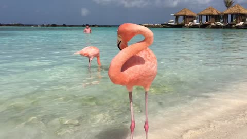 Beautiful flamingos