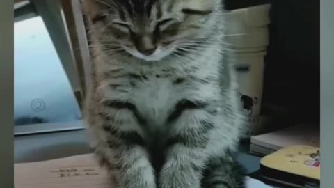 Cat video funny