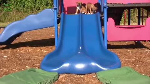 Funny Dogs on Slides Compilation😂😂👍