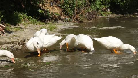 White ducks by river