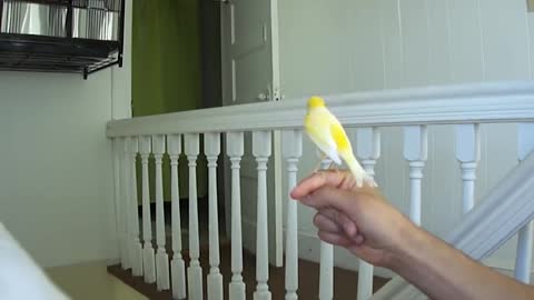 Canary singing on my hand