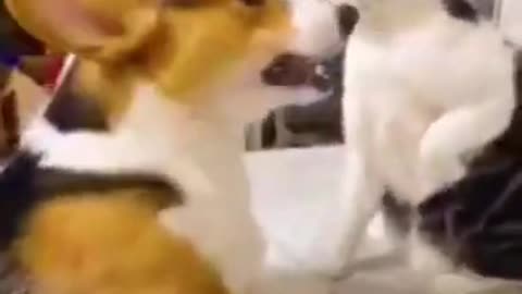 FIGHTING - CAT VS DOG