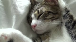 Funny Kitten Twitches In His Dreams