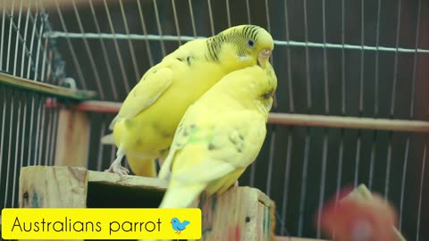 Beautiful Australians parrot 🐦🐦🐦