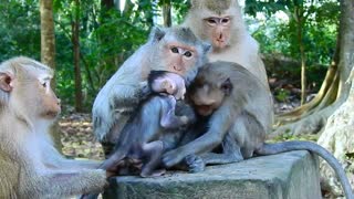 Funny animals# monkey families #73# love animals.