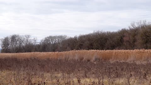 Bird Sounds Spectacular : Morning Bird Song