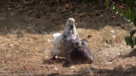 Couple Birds On Ponding on ground