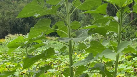 Sunflower And Squash Garden