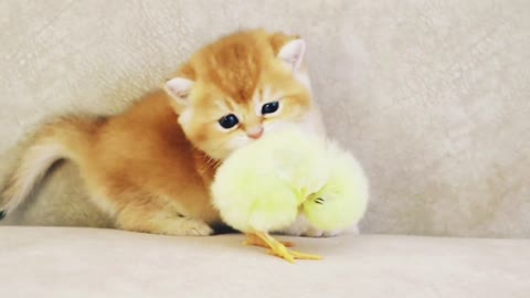 Watch a cute cat play with small kitten. It is a funny video.