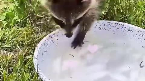 The girl rescued a baby raccoon stuck inside dumpster