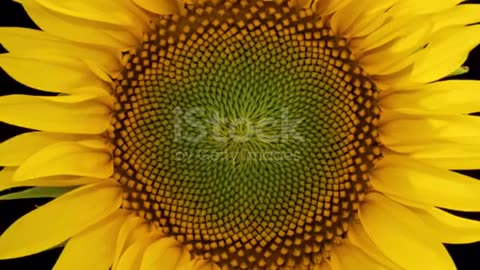 Sun flower 🌻 open short video today morning video