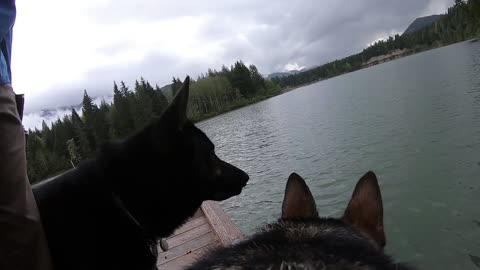 GoPro-wearing dog jumps off dock to fetch stick