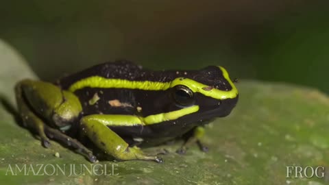 Striking Black and Green Striped Frog: Amazon Rainforest Wildlife Documentary 🐸🌿