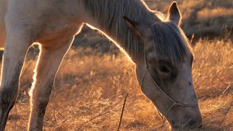 Beautiful horse eating grass on sunny summer evening on meadow