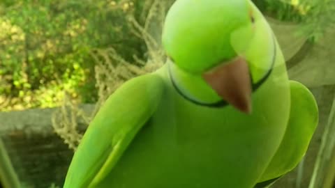 Parrot Greeting Baby Parrot