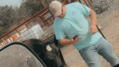 Cow Gets a Little Too Friendly