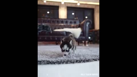 Real Micro Husky Puppy funny Video