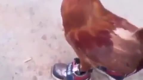 Chicken got a great sneakers